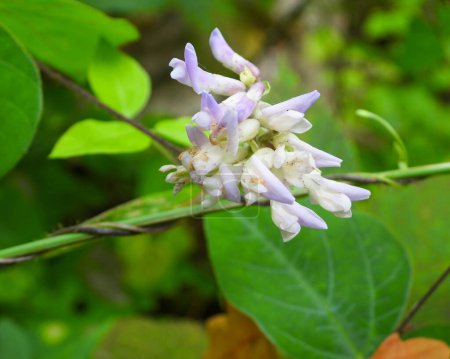 Amphicarpaea bracteata (Amerikanische Erdnuss) Indianische Waldrebe 