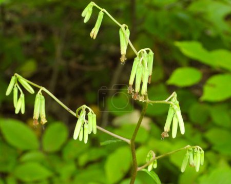 Photo for Prenanthes altissima (Tall White Lettuce) Native North American Woodland Wildflower - Royalty Free Image