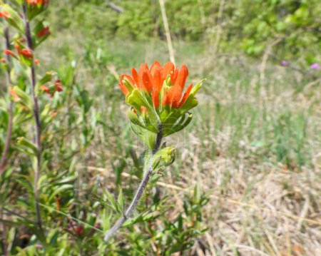 Photo for Castilleja coccinea (Indian Paintbrush) Native North American Prairie Wildflower - Royalty Free Image