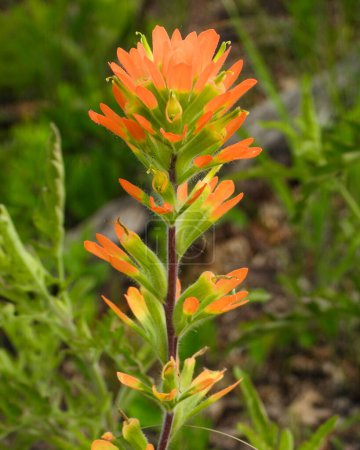 Castilleja coccinea (Indian Paintbrush) Native North American Prairie Wildflower