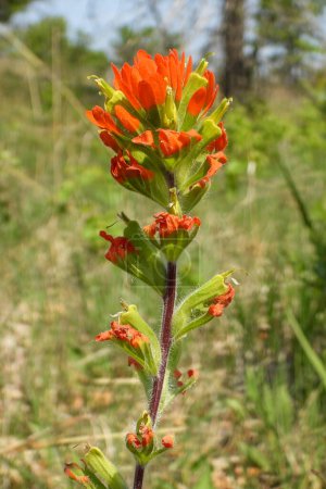 Photo for Castilleja coccinea (Indian Paintbrush) Native North American Prairie Wildflower - Royalty Free Image