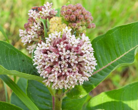 Photo for Asclepias syriaca (Common Milkweed) Native North American Prairie Wildflower Plant - Royalty Free Image
