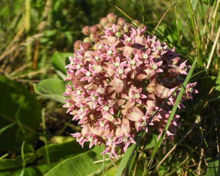 Asclepias syriaca (Common Milkweed) Native North American Prairie Wildflower Plant