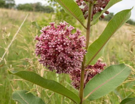 Photo for Asclepias syriaca (Common Milkweed) Native North American Prairie Wildflower Plant - Royalty Free Image