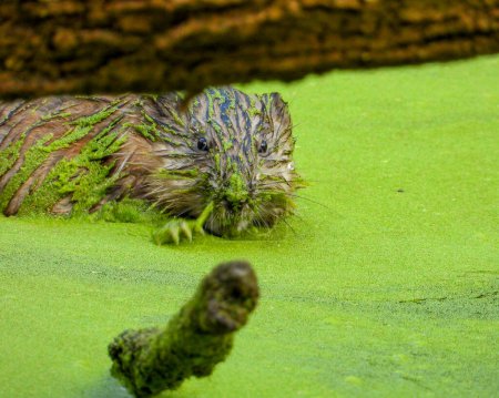 Photo for Muskrat (Ondatra zibethicus) Semiaquatic Rodent - Royalty Free Image