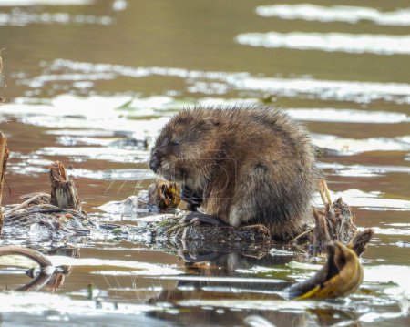 Photo for Muskrat (Ondatra zibethicus) Semiaquatic Rodent - Royalty Free Image
