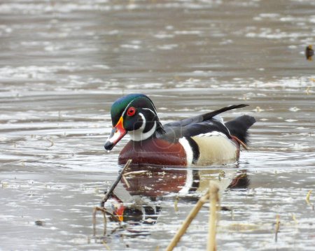 Photo for Wood Duck (Aix sponsa) North American Waterfowl - Royalty Free Image