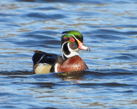Photo for Wood Duck (Aix sponsa) North American Waterfowl - Royalty Free Image