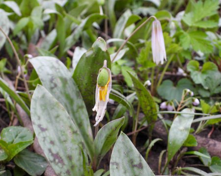 Photo for Erythronium albidum (White Trout Lily) Native North American Woodland Wildflower - Royalty Free Image