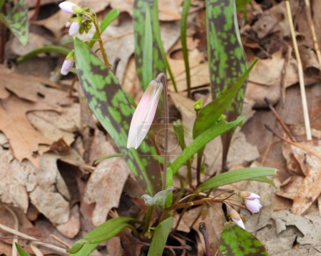 Photo for Erythronium albidum (White Trout Lily) Native North American Woodland Wildflower - Royalty Free Image