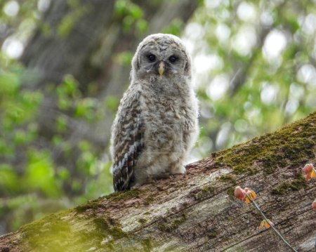Barred Owl (Strix varia) North American Bird of Prey 