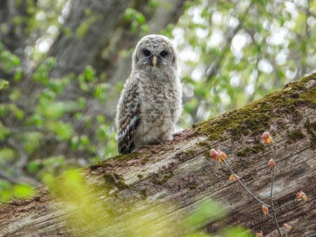 Photo for Barred Owl (Strix varia) North American Bird of Prey - Royalty Free Image