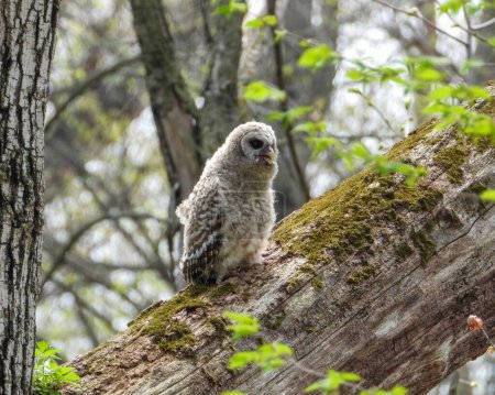 Photo for Barred Owl (Strix varia) North American Bird of Prey - Royalty Free Image
