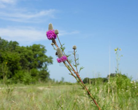 Photo for Dalea purpurea (Purple Prairie Clover) Native North American Wildflower - Royalty Free Image