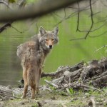 Coyote (Canis latrans) North American Carnivorous Canine  
