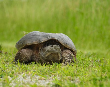 Photo for Common Snapping Turtle (Chelydra serpentina) North American Freshwater Reptile - Royalty Free Image
