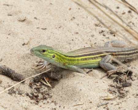 Photo for Six-lined Racerunner Native North American Lizard - Royalty Free Image