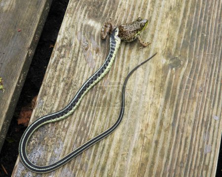 Photo for Garter Snake Attempting to Swallow a Green Frog - Royalty Free Image