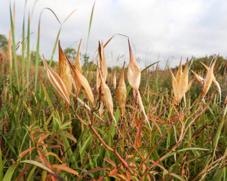 Photo for Asclepias incarnata (Swamp Milkweed) Native North American Wetland Wildflower - Royalty Free Image