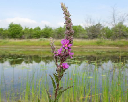 Photo for Lythrum salicaria (Purple Loosestrife) Native Eurasian Wetland Wildflower - Royalty Free Image