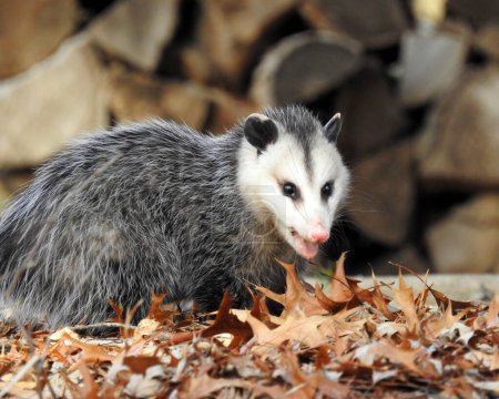 Photo for Virginia Opossum (Didelphis virginiana) Native North American Marsupial Mammal - Royalty Free Image