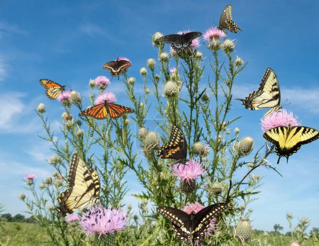 Kaleidoskop des Schmetterlings auf Distel-Wildblumen in einem Illinois Prairie Composite Foto