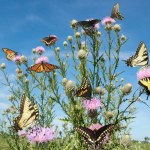 Kaleidoscope of Butterfly on  Thistle Wildflowers in an Illinois Prairie Composite Photo