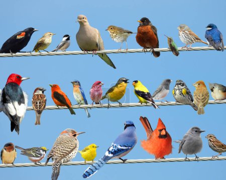 Kompositfoto nordamerikanischer Vögel auf einem Stromkabel mit blauem Himmelshintergrund
