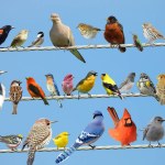 Composite Photo of North American Birds on an Electric Wire With a Blue Sky Background