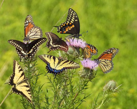 Kaleidoskop des Schmetterlings auf Distel-Wildblumen in einem Illinois Prairie Composite Foto