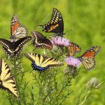 Kaleidoscope of Butterfly on  Thistle Wildflowers in an Illinois Prairie Composite Photo