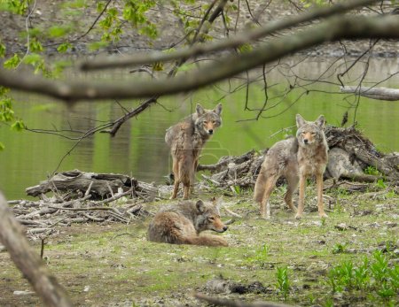 Photo for Coyote (Canis latrans) North American Carnivorous Canine - Royalty Free Image