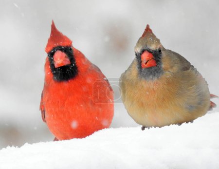 Téléchargez les photos : Cardinal du Nord (Cardinalis cardinalis) Grand oiseau chanteur nord-américain rouge - en image libre de droit