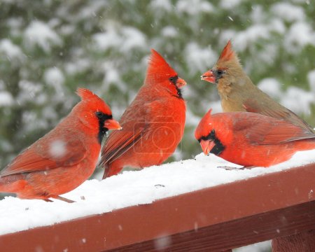 Téléchargez les photos : Cardinal du Nord (Cardinalis cardinalis) Grand oiseau chanteur nord-américain rouge - en image libre de droit