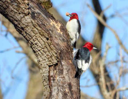 Red-headed Woodpecker(Melanerpes erythrocephalus) North American Bird 