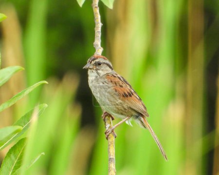 Téléchargez les photos : Bruant des marais (Melospiza georgiana) Oiseau chanteur d'Amérique du Nord - en image libre de droit