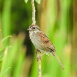 Swamp Sparrow (Melospiza georgiana) North American Songbird Bird