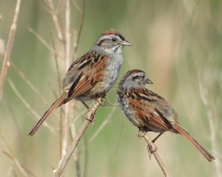 Téléchargez les photos : Bruant des marais (Melospiza georgiana) Oiseau chanteur d'Amérique du Nord - en image libre de droit