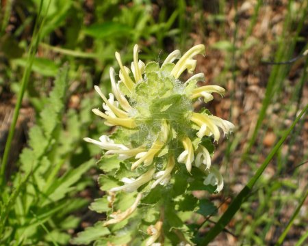 Foto de Pedicularis canadensis (Wood Betony) Flor silvestre nativa de América del Norte - Imagen libre de derechos
