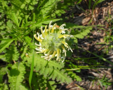 Foto de Pedicularis canadensis (Wood Betony) Flor silvestre nativa de América del Norte - Imagen libre de derechos