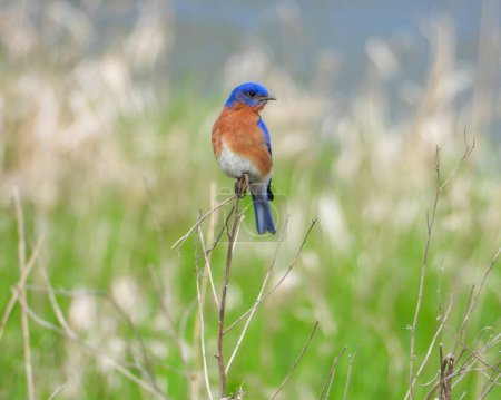 Photo for Eastern Bluebird (Sialia sialis) North American Songbird - Royalty Free Image