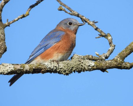 Photo for Eastern Bluebird (Sialia sialis) North American Songbird - Royalty Free Image