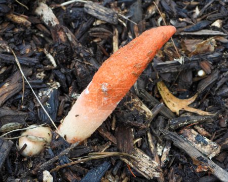 Photo for Stinkhorn (Phallaceae spp.) Mushroom Growing in Illinois - Royalty Free Image