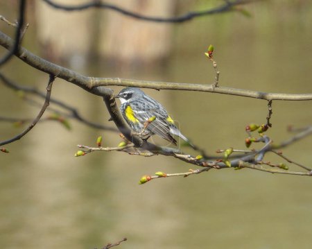 Photo for Yellow-rumped Warbler (Setophaga coronata) North American Bird - Royalty Free Image