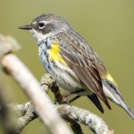 Yellow-rumped Warbler (Setophaga coronata) North American Bird