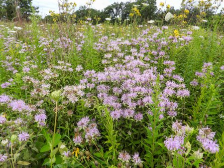 Téléchargez les photos : Monarda fistulosa (Bergamote sauvage) Fleurs sauvages indigènes des prairies d'Amérique du Nord - en image libre de droit