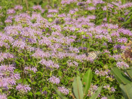 Téléchargez les photos : Monarda fistulosa (Bergamote sauvage) Fleurs sauvages indigènes des prairies d'Amérique du Nord - en image libre de droit