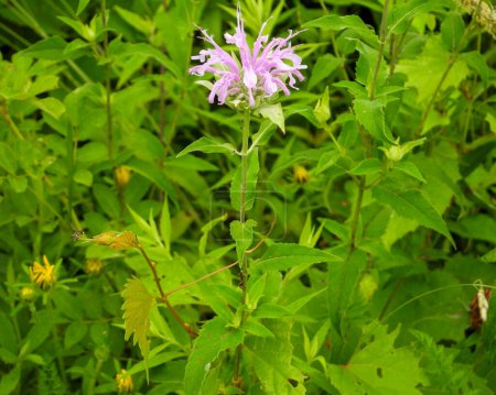 Photo for Monarda fistulosa (Wild Bergamot) Native North American Prairie Wildflower - Royalty Free Image