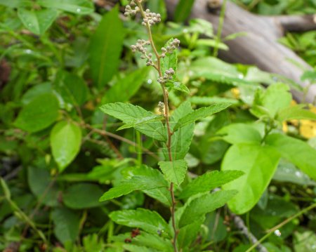 Photo for Spiraea tomentosa (Steeplebush) Native North American Wetland Wildflower - Royalty Free Image