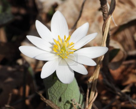 Photo for Sanguinaria canadensis (Bloodroot) Native North American Spring Woodland Wildflower - Royalty Free Image